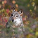 Foto A. Iannarelli Archivio PNALM